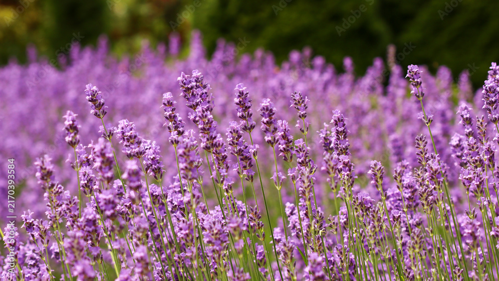 Fototapeta premium Lavender field blooming in summer, purple flowers growing in a garden, capturing beauty and nature