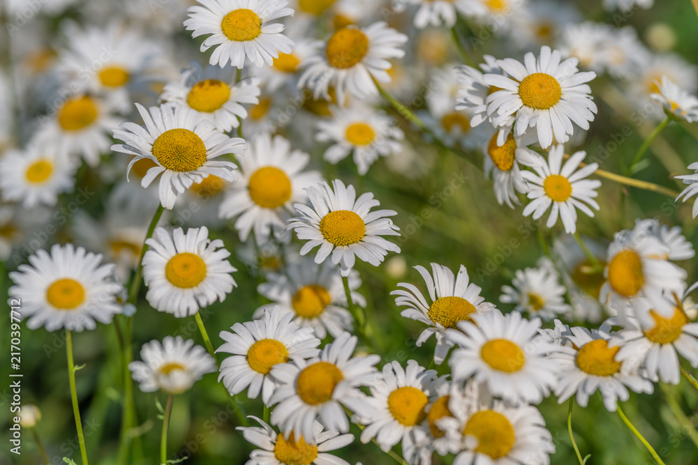 Obraz premium Vibrant daisies bloom in a sunlit meadow, creating a cheerful tapestry of white petals and yellow centers