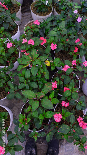Fotografía Pink New Guinea Impatiens Flowers Blooming in White Pots, Plant Nursery