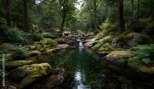 Tranquil forest stream. Lush greenery, clear water
