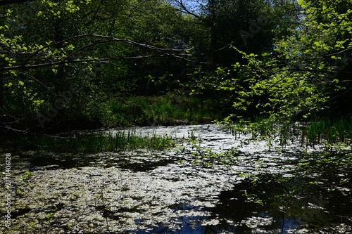 Park in Spring at the River Oste in Sittensen, Lower Saxony