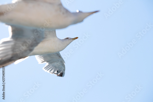 Ornithology. Seagulls are flying on Bosphorus Istanbul. Silver seagull flying against a blue sky background. Bird, animal idea concept. Copy space, blank, empty. Selective focus.