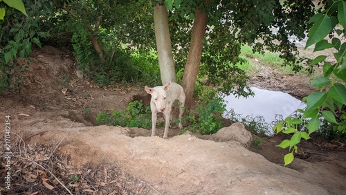 Obraz na płótnie White dog standing in green shade near water pond under tree canopy in rural far