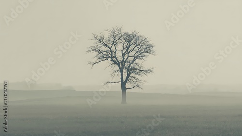 Lone bare winter tree standing gracefully within thick mysterious fog during a calm misty morning landscape