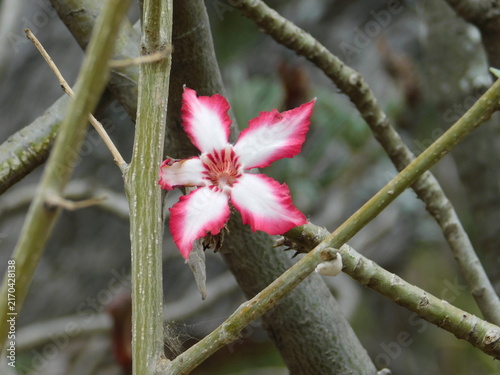 Konstfotografi Pink and white impala lily