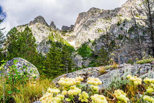 Принти на полотні Wildflowers with soft foreground blooms beneath a sharply defined peak