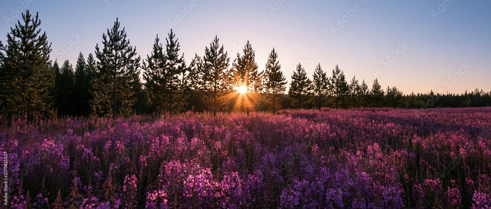 Naklejka premium The Sunset Over a Vast Field of Purple Lupine Wildflowers
