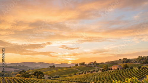 Rows of trellised grapes in a vineyard at sunset with a rustic farmhouse.