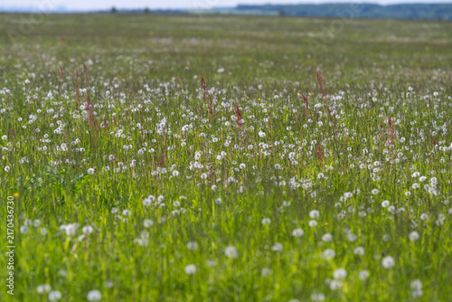 Bild auf Leinwand Wide meadow of green grass dotted with small white wildflowers under a distant h