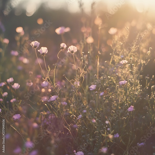 Field of wildflowers bathed in warm sunlight, soft focus.