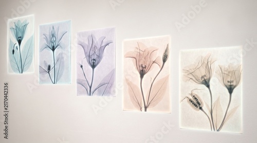 Translucent Botanical X-Ray Flowers with Visible Internal Structures | Scientific Fine Art Floral Specimen Composition