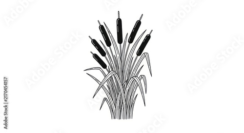 Fotografie Black and white cattail plant illustration.