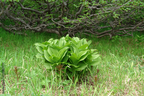 Foto Green veratrum oxysepalum leaves with alnus alnobetula shrub in background Kamch