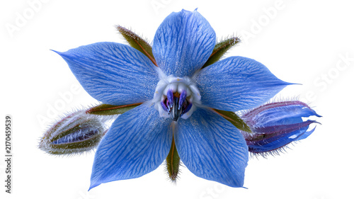 Fresh borage flower with highly realistic detailed petals and vibrant natural color, centered isolated PNG on transparent background with clean edges and sharp focus