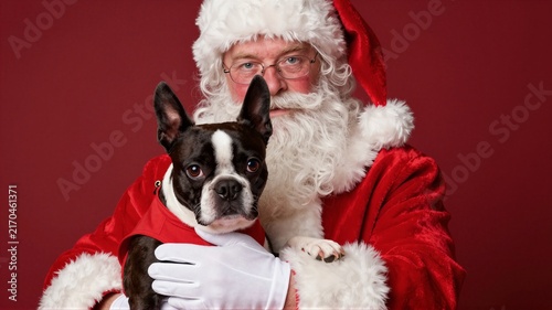 Senior man in Santa costume holding small black and white dog against red background