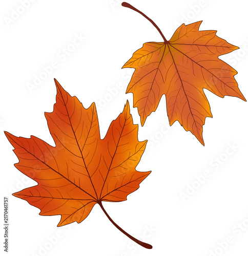 Fotografía autumn maple leaf
