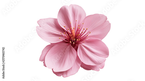 Fresh cherry blossom with delicate natural petals and realistic botanical detail, centered isolated PNG on transparent background with clean edges and sharp focus