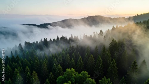 Aerial View of Misty Evergreen Forest with Fog Rolling Through Mountains at Sunrise