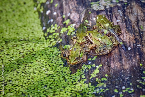 Teichfrösche / Jungfrösche ( Pelophylax kl. esculentus ).