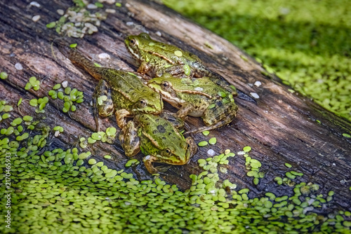Teichfrösche / Jungfrösche ( Pelophylax kl. esculentus ).