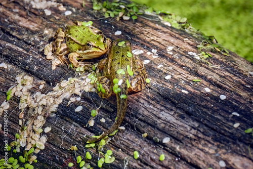 Teichfrösche / Jungfrösche ( Pelophylax kl. esculentus ).
