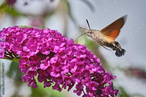Taubenschwänzchen ( Macroglossum stellatarum ).