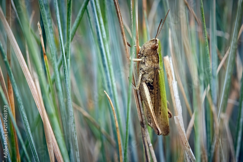 Wiesengrashüpfer ( Chorthippus dorsatus ).