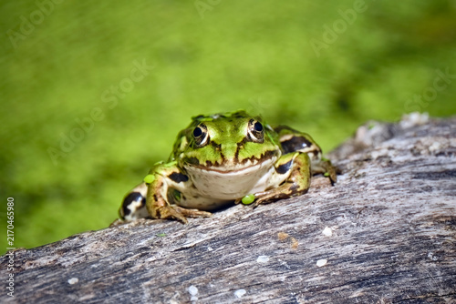 Teichfrosch ( Pelophylax kl. esculentus ).