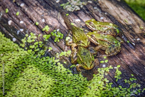 Teichfrösche / Jungfrösche ( Pelophylax kl. esculentus ).
