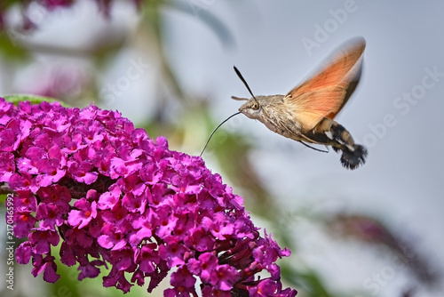Taubenschwänzchen ( Macroglossum stellatarum ).