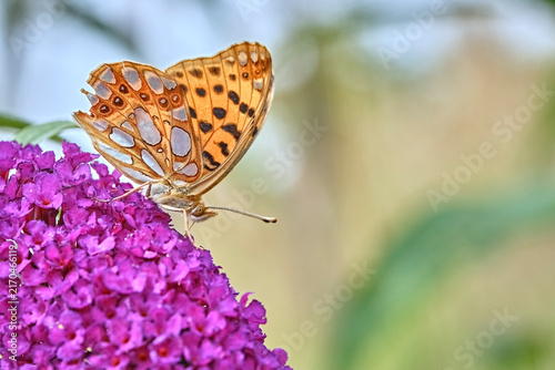 Kleiner Perlmuttfalter ( Issoria lathonia ).