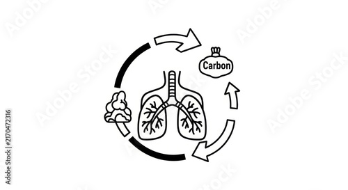 Cuadro en lienzo Human lungs carbon dioxide exchange process.