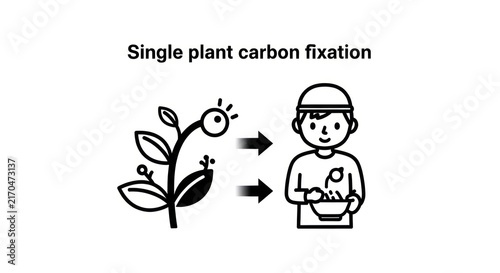 Foto Single plant carbon fixation process diagram.