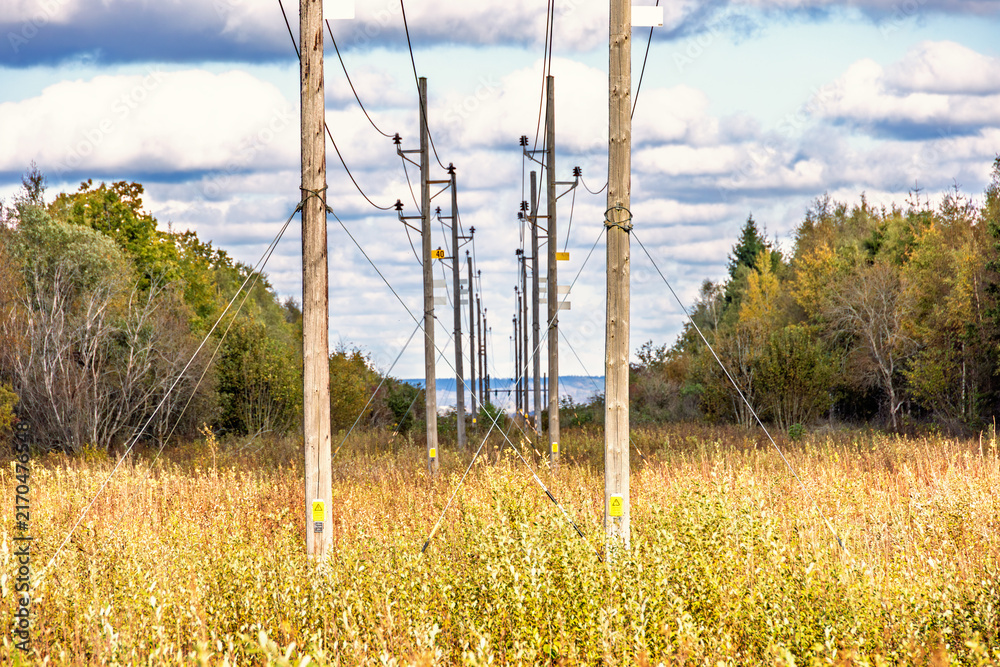 Obraz premium Wooden utility poles at a power line in a woodland