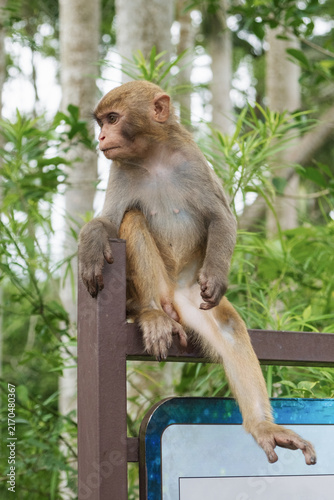 Canvastavla A funny young macaque sitting on a metal railing in a silly human-like pose, loo