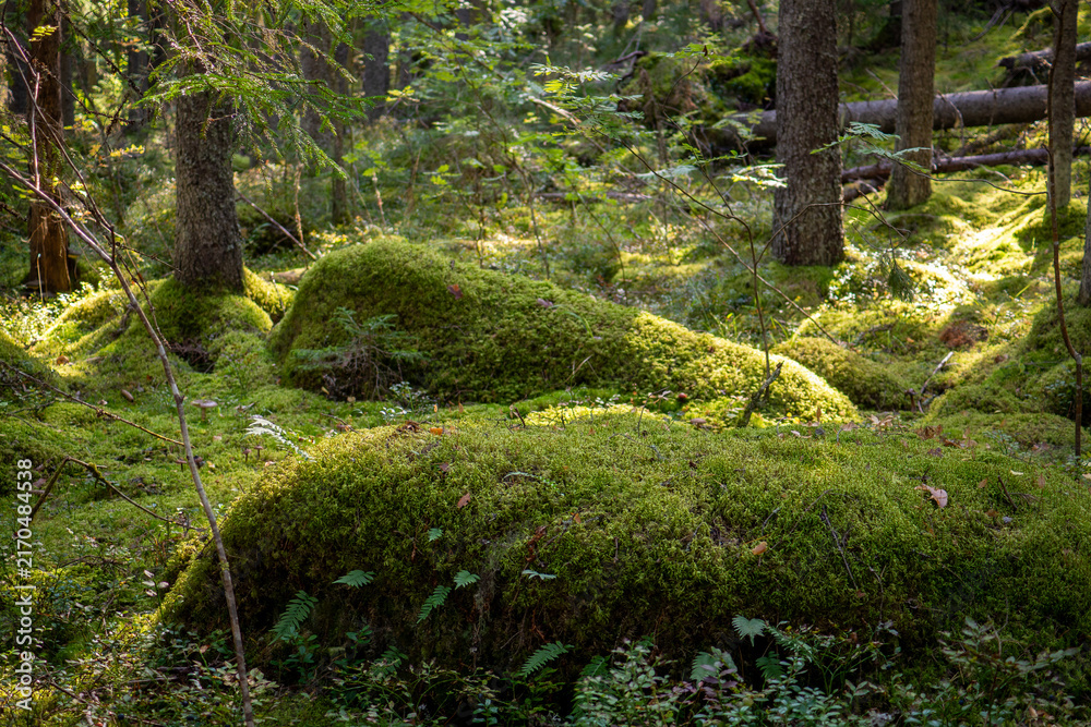 Obraz premium Moss-Covered Forest Floor with Fallen Logs in Finland