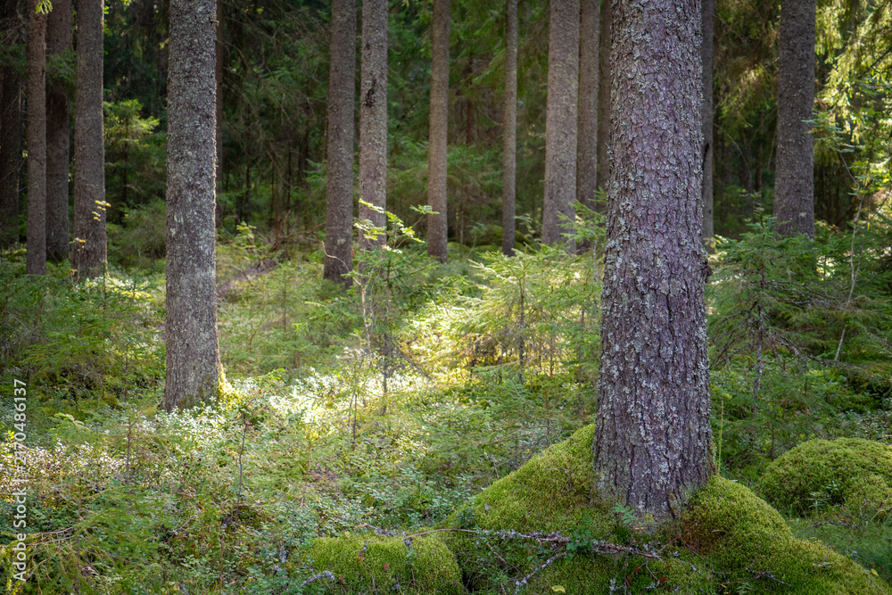 Fototapeta premium Sunlit Pine Forest Interior with Mossy Ground in Finland