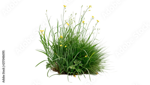 Bild auf Leinwand Small tuft clump of green grass roots isolated on transparent background