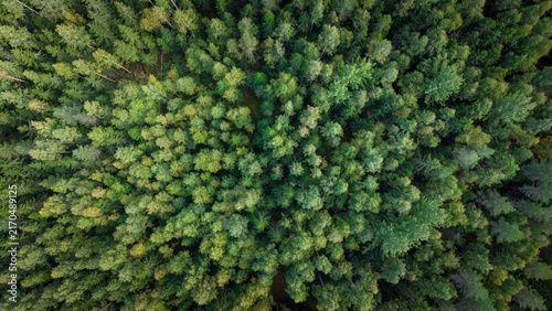 Aerial View of Dense Green Forest Canopy in Finland