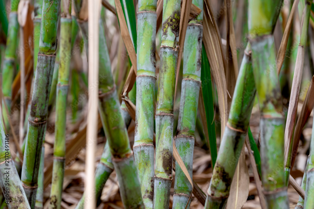 Obraz premium Healthy sugarcane crop growing in an agricultural field, representing sugarcane farming, sugar production, rising sugar prices, agricultural markets and the economic importance