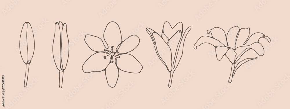 Naklejka premium Hand drawn floral illustration. Thin line style. Outline or sketch of lily bud and flower.