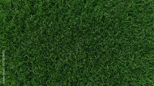 Lush green grass texture from above creating a natural background for springtime and outdoor concepts