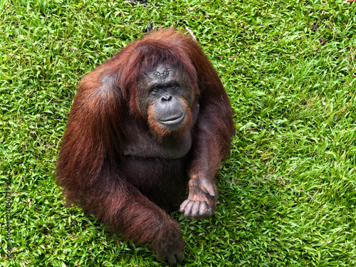 Obraz na płótnie orangutan borneo
