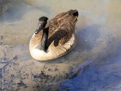 Foto Canada goose swimming on calm pond with reflection
