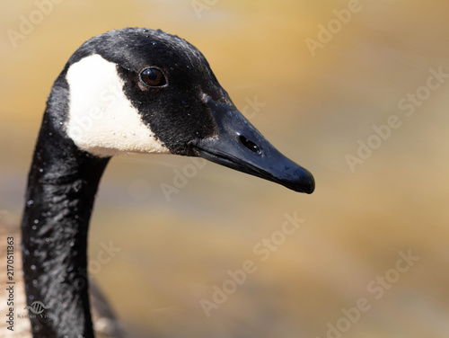 Foto Close up portrait of Canada goose head against blurred background