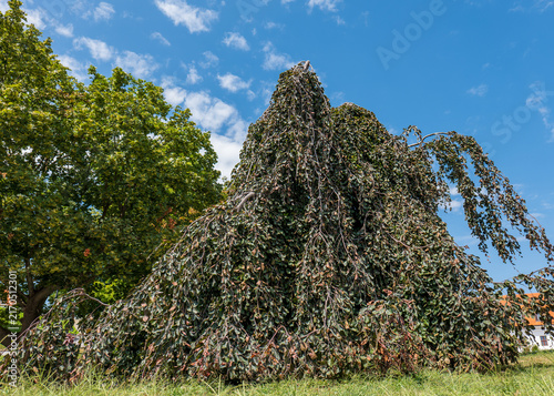 Photography Purple weeping European beech tree with cascading branches and dark foliage growing as an ornamental specimen in a park in Bratislava, Slovakia