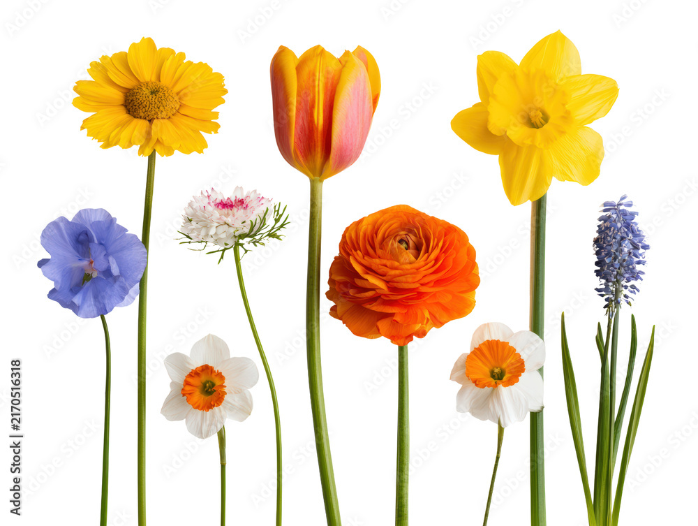 Fototapeta premium Flower bouquet colorful isolated daisy tulip daffodil ranunculus with spring bloom variety on clean background