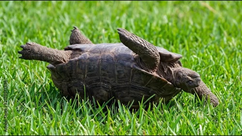 Galapagos Tortoise Upside Down on Green Grass.
