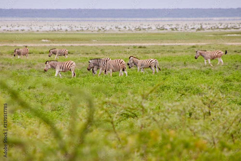 Naklejka premium Eine größere Gruppe Zebras grast in einer grünen Ebene mit niedriger Vegetation und heller Fläche im Hintergrund.