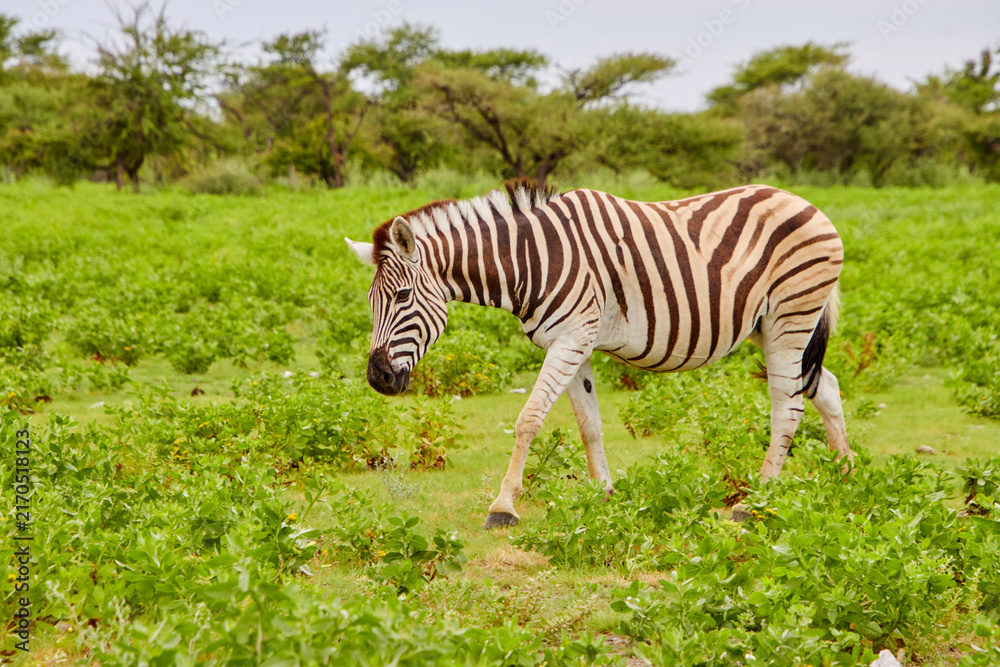 Naklejka premium Ein einzelnes Zebra steht frontal in einer grünen, steinigen Buschlandschaft und blickt in Richtung Kamera.